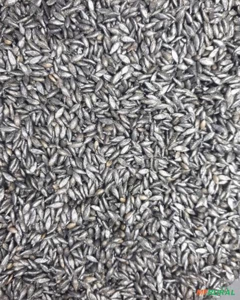 Sementes braquiária Imagem Sementes braquiária