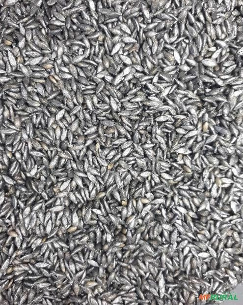 Sementes braquiária Imagem Sementes braquiária