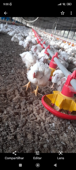 Imagem Cama de frango Imagem Cama de frango