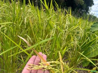 Imagem Cama de frango Imagem Cama de frango