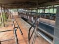 Contenção para Sala de Ordenha Imagem Contenção para Sala de Ordenha