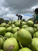 Coco verde a venda