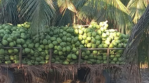 Coco verde a venda