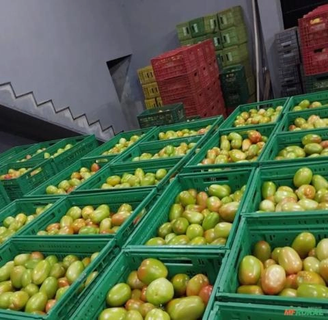 TOMATE Imagem TOMATE