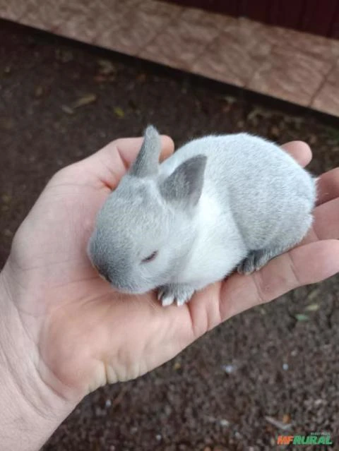 Mini coelhos