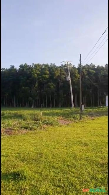 Madeira cedro australiano Imagem Madeira cedro australiano