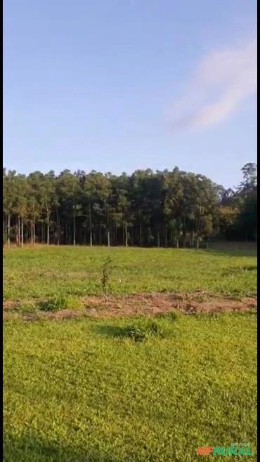 Imagem Madeira cedro australiano Imagem Madeira cedro australiano