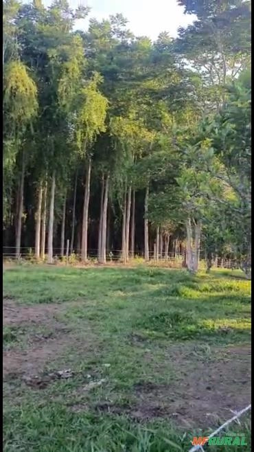 Imagem Madeira cedro australiano Imagem Madeira cedro australiano