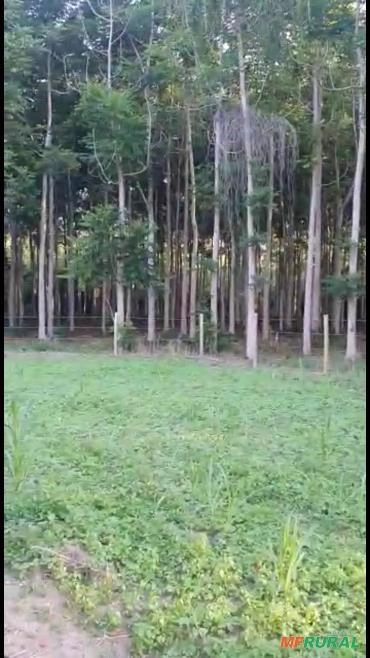 Imagem Madeira cedro australiano Imagem Madeira cedro australiano