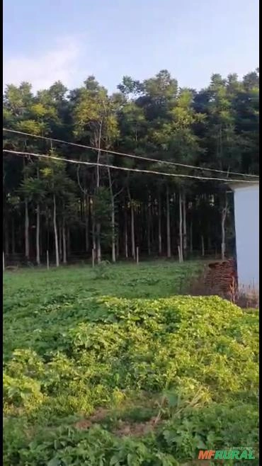 Imagem Madeira cedro australiano Imagem Madeira cedro australiano