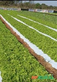 Procuro sócio investidor pra ramo de hortaliças em Campo grande Imagem Procuro sócio investidor pra ramo de hortaliças em Campo grande