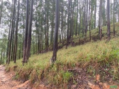 Vendo Eucaliptos Imagem Vendo Eucaliptos