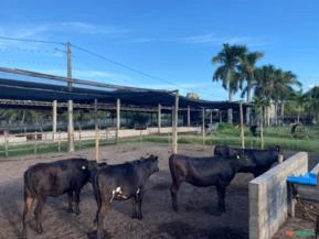 Novilhas Jersey e Jersolando a venda