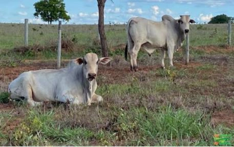 Touros PO resgistrado raça nelore Imagem Touros PO resgistrado raça nelore