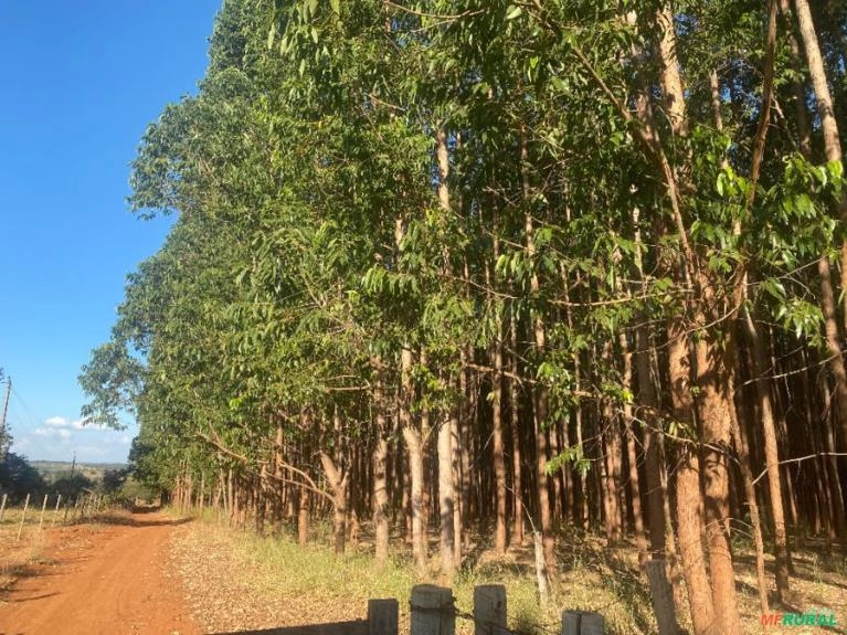 Madeira Eucalipto para Lenha em Pé na Região de São Roque SP Imagem Madeira Eucalipto para Lenha em Pé na Região de São Roque SP