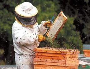 Arrendamento apicultura