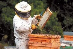 Arrendamento apicultura