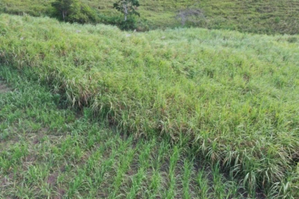 Fazenda para gado e cultivo de cana-de-açucar com 120 ha e indústria/engenho de cachaça