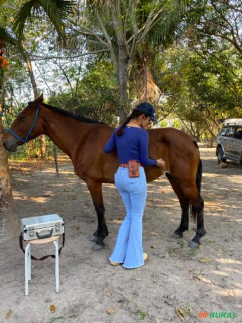 Imagem Médica veterinária | Neonatologia equina Imagem Médica veterinária | Neonatologia equina