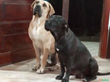 Filhotes fila brasileiro