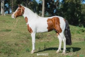 Sêmen de equinos e coberturas Cavalo Campeiro Marchador