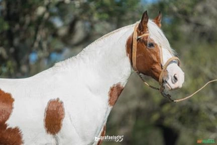 Imagem Sêmen de equinos e coberturas Cavalo Campeiro Marchador Imagem Sêmen de equinos e coberturas Cavalo Campeiro Marchador