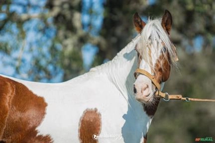 Imagem Sêmen de equinos e coberturas Cavalo Campeiro Marchador Imagem Sêmen de equinos e coberturas Cavalo Campeiro Marchador
