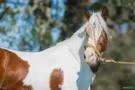 Sêmen de equinos e coberturas Cavalo Campeiro Marchador