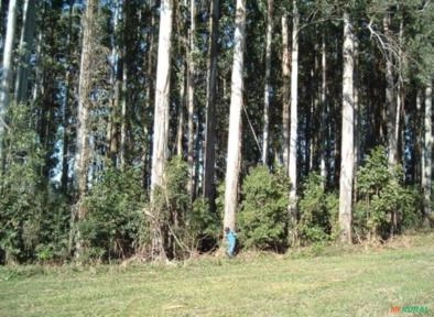 Vendo floresta de Eucalipto Dunnii Imagem Vendo floresta de Eucalipto Dunnii