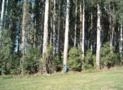 Vendo floresta de Eucalipto Dunnii Imagem Vendo floresta de Eucalipto Dunnii