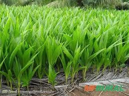 Imagem MUDAS DE COCO ANAO Imagem MUDAS DE COCO ANAO