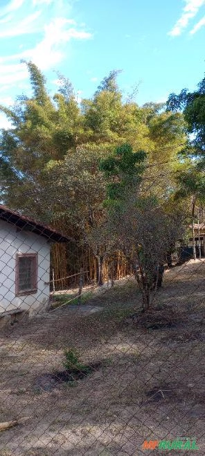 Bambú amarelo Imagem Bambú amarelo