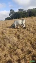 Tourinho para muita genética leiteira