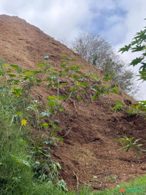 Vendo esterco de cavalos Imagem Vendo esterco de cavalos