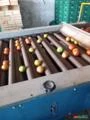 Máquinas para beneficiamento e classificação de legumes como tomate, batata e cebola