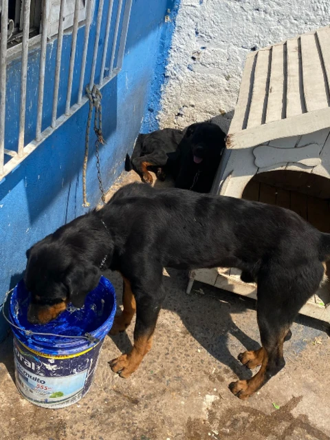 Um casal de rottweiler