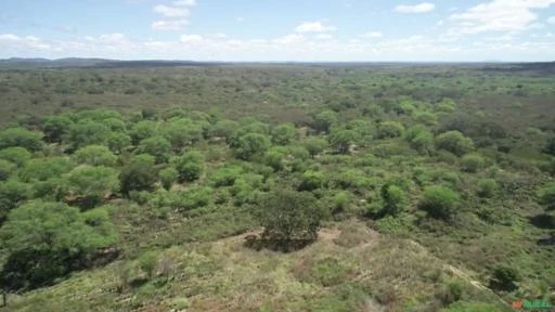 Fazenda medindo 307,00 hectares em Caraúbas-PB.