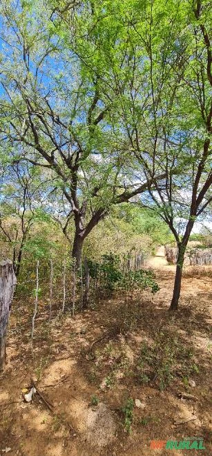 Fazenda medindo 162,00 hectares em Sertânia-PE.