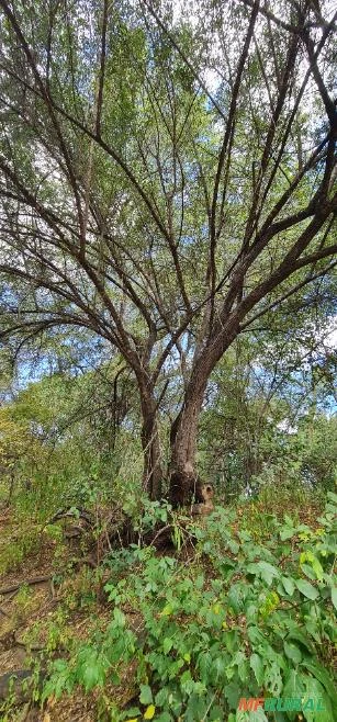 Fazenda medindo 162,00 hectares em Sertânia-PE.