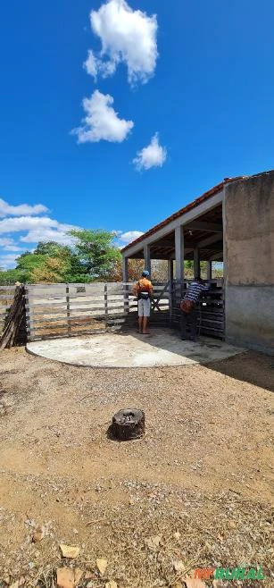 Fazenda medindo 162,00 hectares em Sertânia-PE.