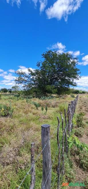 Fazenda medindo 162,00 hectares em Sertânia-PE.