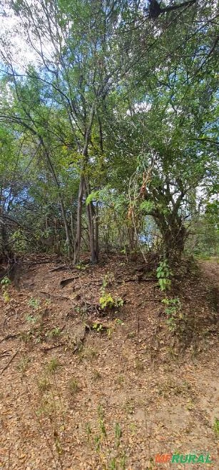 Fazenda medindo 162,00 hectares em Sertânia-PE.