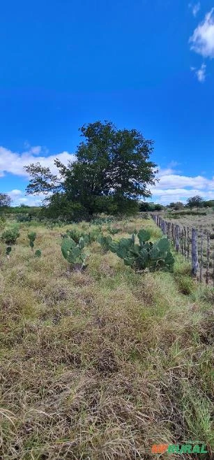 Fazenda medindo 162,00 hectares em Sertânia-PE.