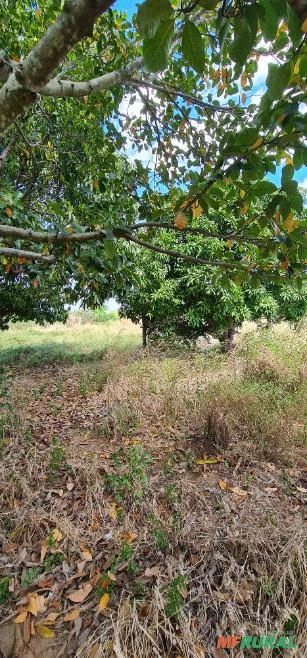 Vendo Sitio com 80,00 hectares em Sertânia-PE