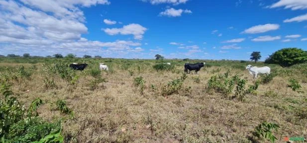 Vendo Sitio com 80,00 hectares em Sertânia-PE