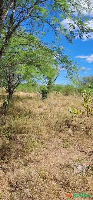 Vendo Sitio com 80,00 hectares em Sertânia-PE