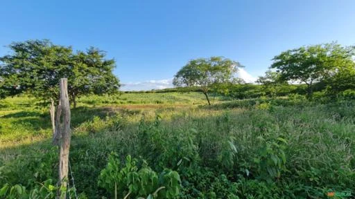 Sítio em Monteiro medindo 16,00 hectares