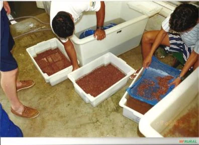 ILHA A VENDA COM FAZENDA MARINHA DE COQUILE SANT JACQUES