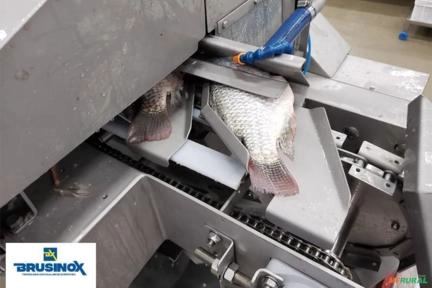 Sistema de Vácuo para Linha de Abate E Descabeçadora Evisceradora Automática de Tilápia Imagem Sistema de Vácuo para Linha de Abate E Descabeçadora Evisceradora Automática de Tilápia
