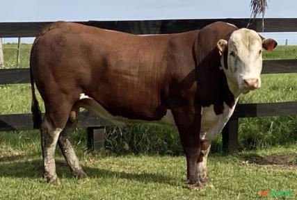 TOUROS BRAFORD Imagem TOUROS BRAFORD